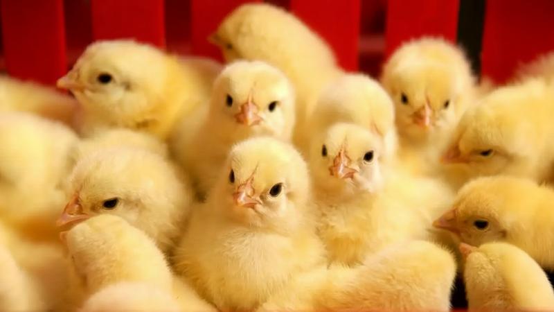 تامین سرمایه در گردش جهت تولید جوجه یک روزه