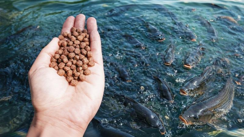 تامین سرمایه در گردش جهت تولید و عرضه خوراک آبزی -بچه ماهی