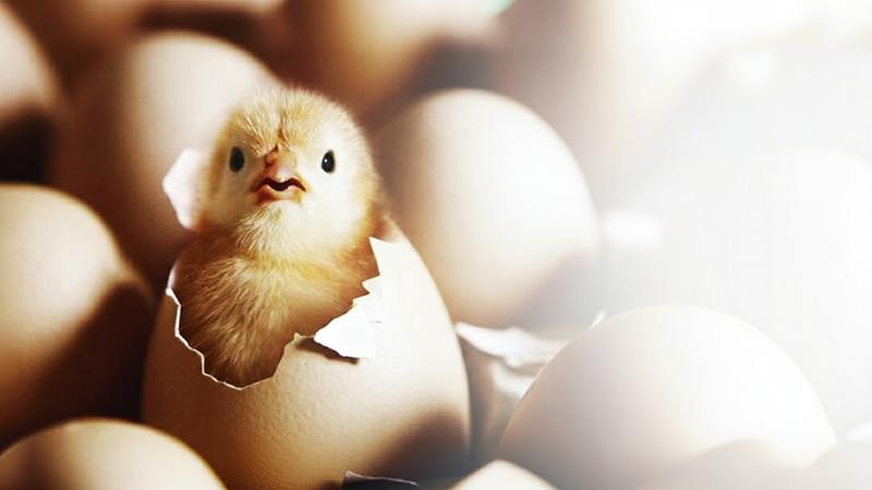 تامین سرمایه جهت پرورش مرغ