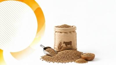 طرح تامین سرمایه در گردش واردات جو دامی