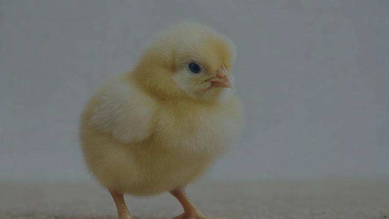 تأمین سرمایه در گردش جهت پرورش و عرضه جوجه یک روزه نژاد آرین