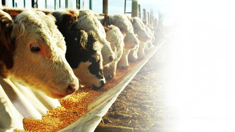 تامین سرمایه جهت سرمایه در گردش خرید و فروش ذرت دامی