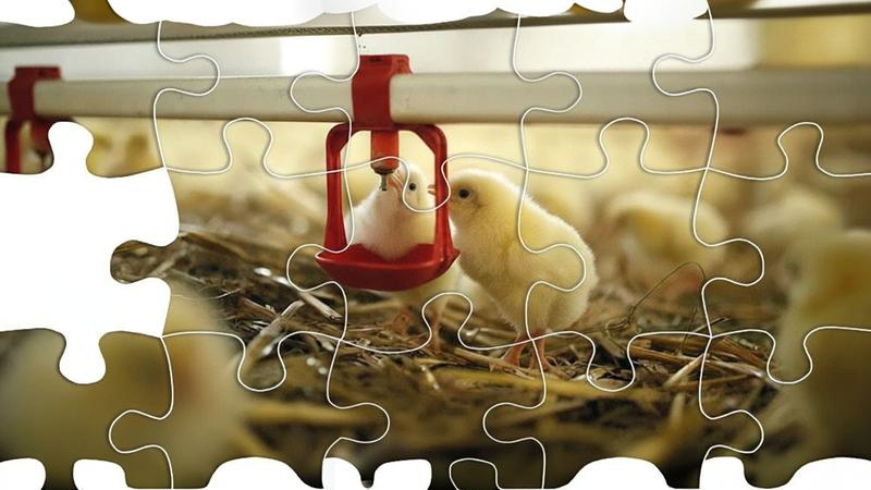 تامین سرمایه در گردش جهت تولید کنسانتره گوشتی طیور